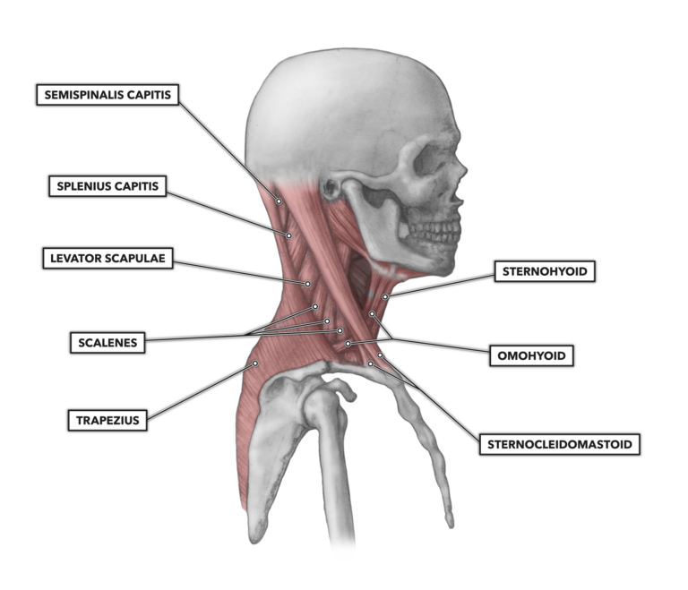 Lateral cervical